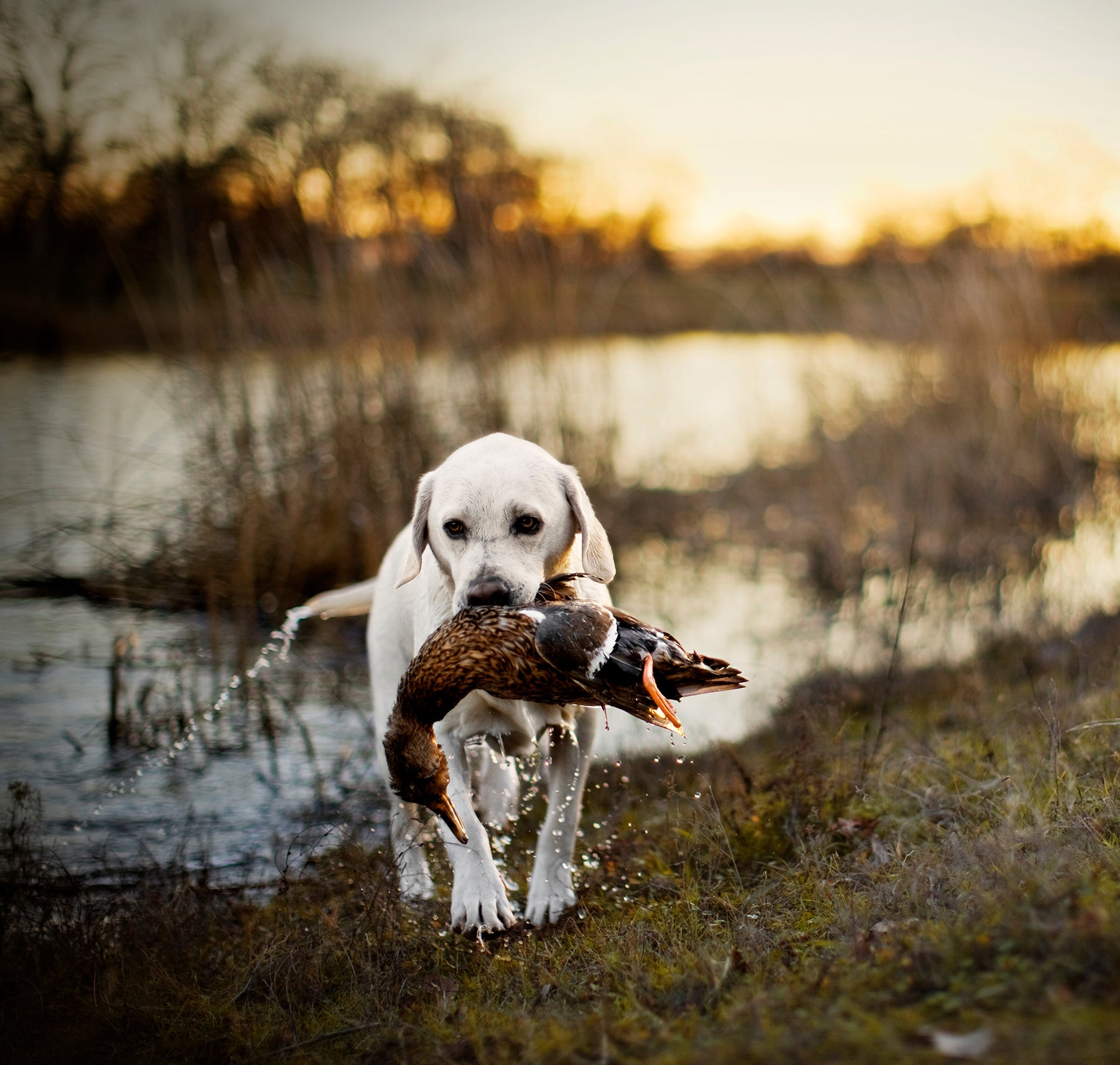 Dixie Creek Waterfowl