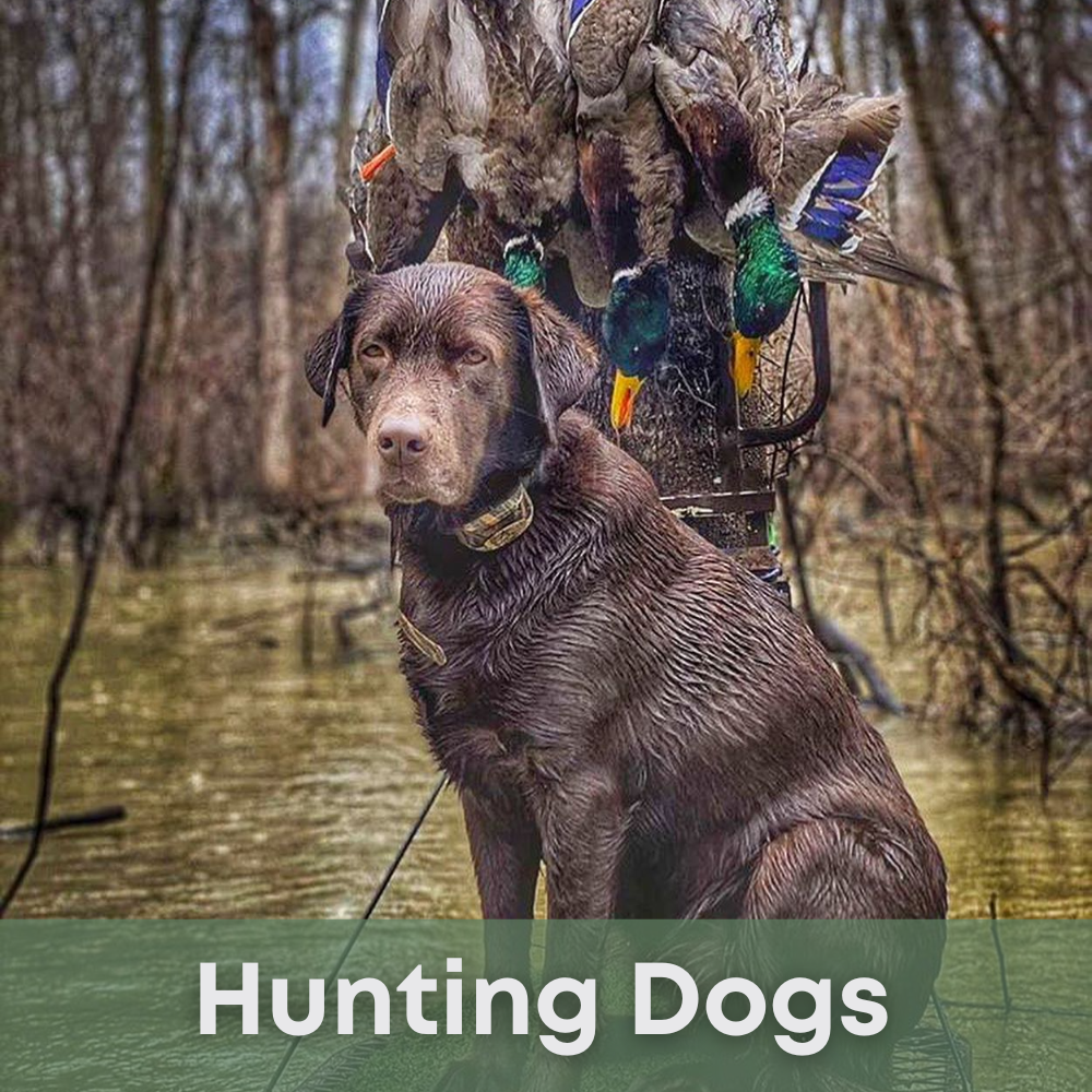 Dixie Creek Waterfowl